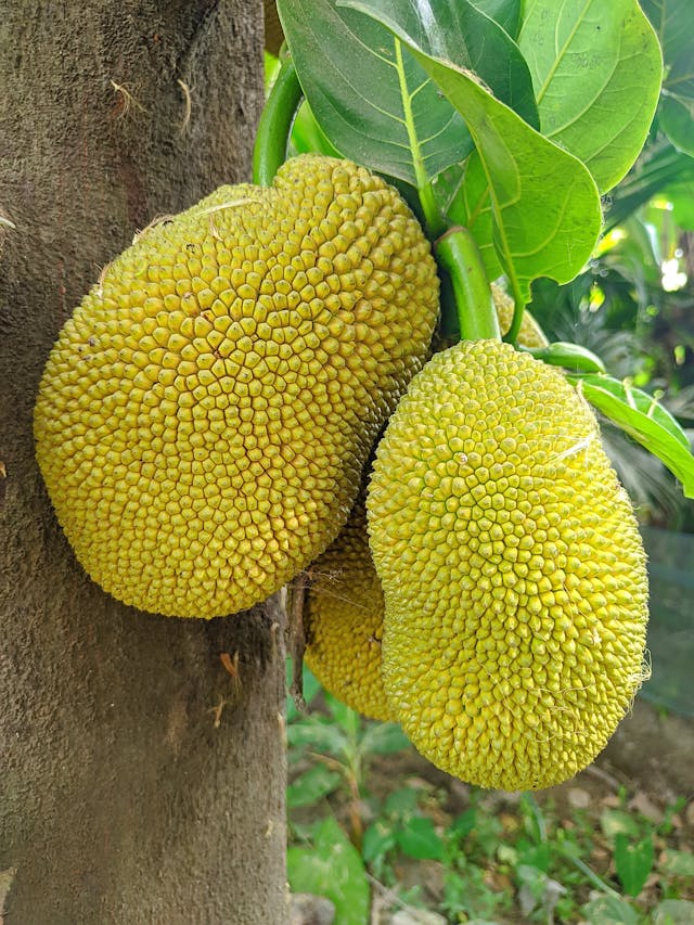 Jackfruit